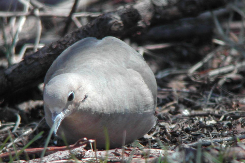 Mourning Dove - ML269296231