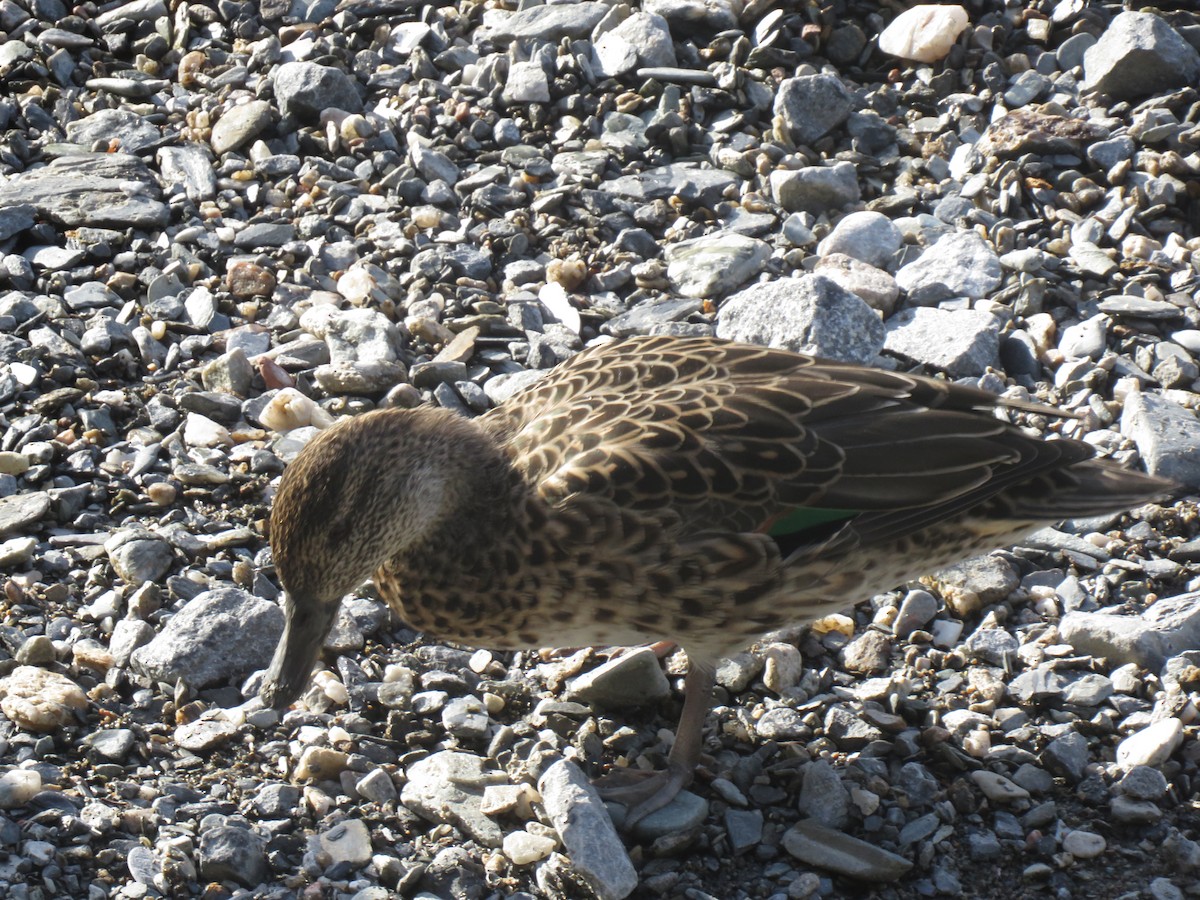 Ногоохон нугас - ML269298141