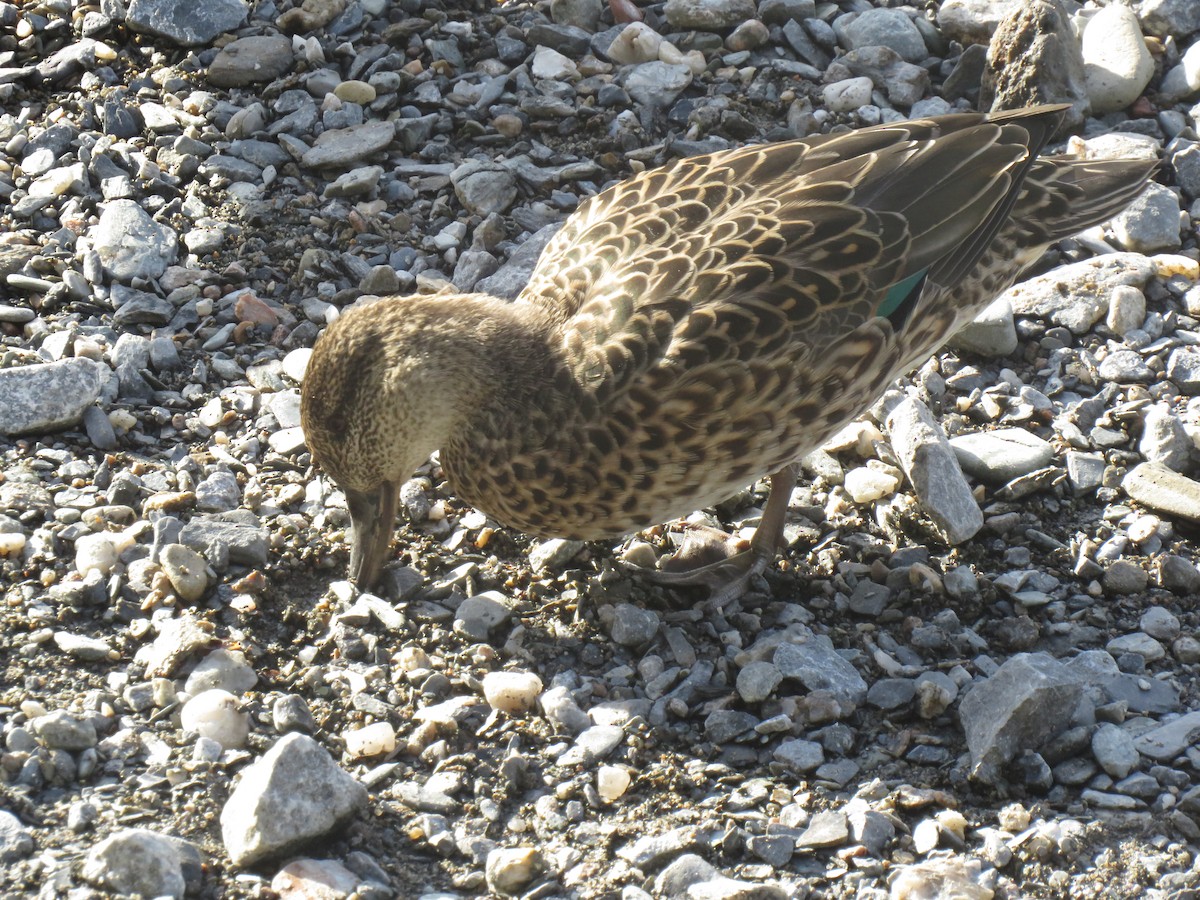 Ногоохон нугас - ML269298201