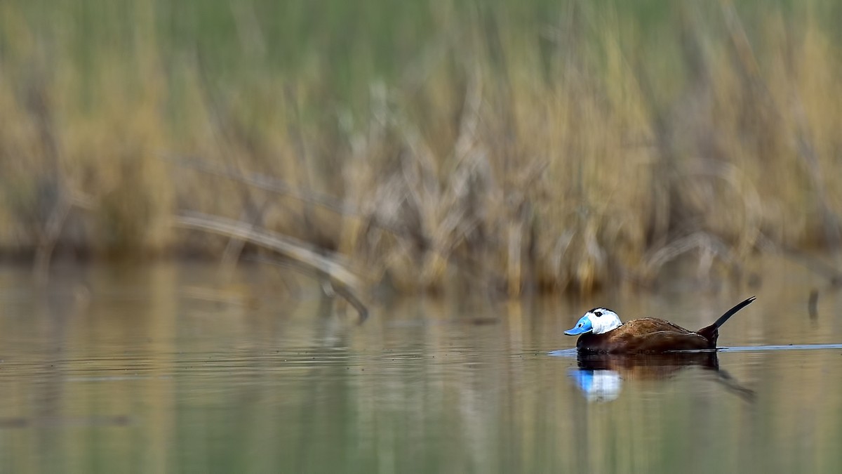 White-headed Duck - ML26929831