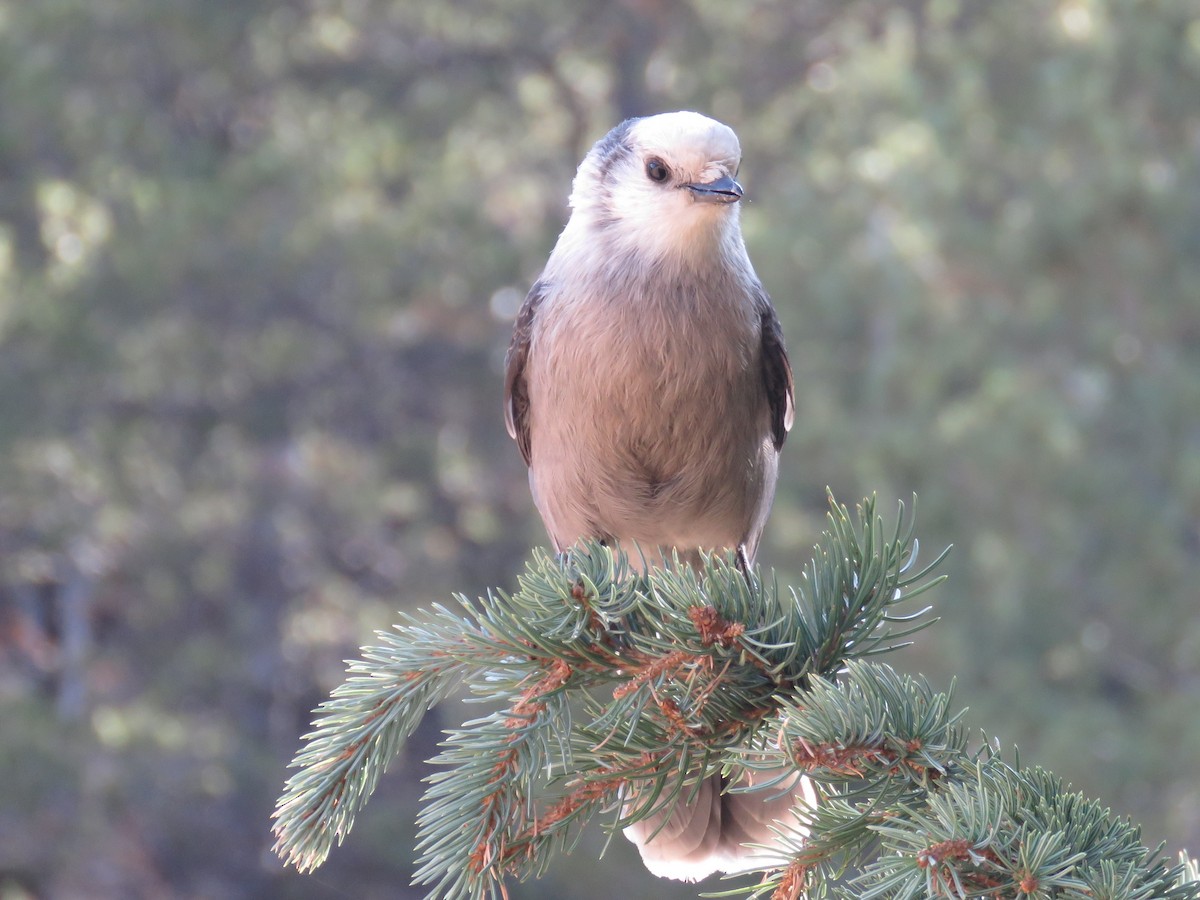 Canada Jay - Chris  Brobin