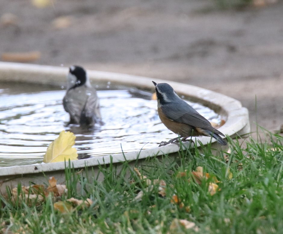 Red-breasted Nuthatch - ML269298491