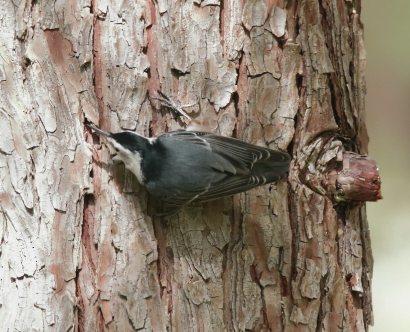 White-breasted Nuthatch - Larry Edwards