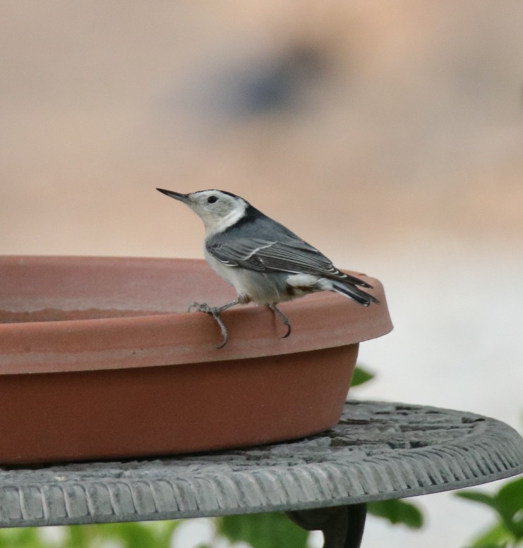 White-breasted Nuthatch - ML269298751