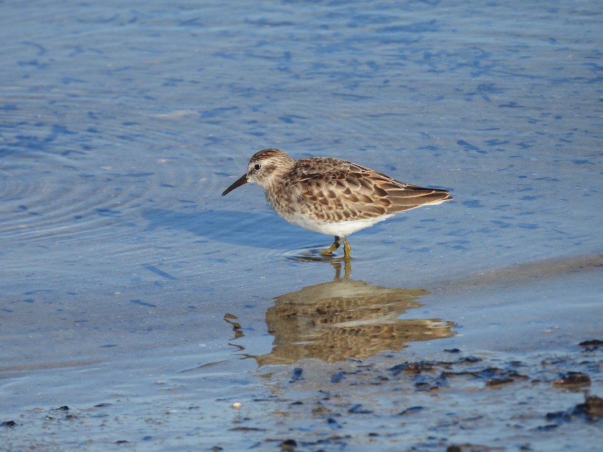 Least Sandpiper - ML269298901