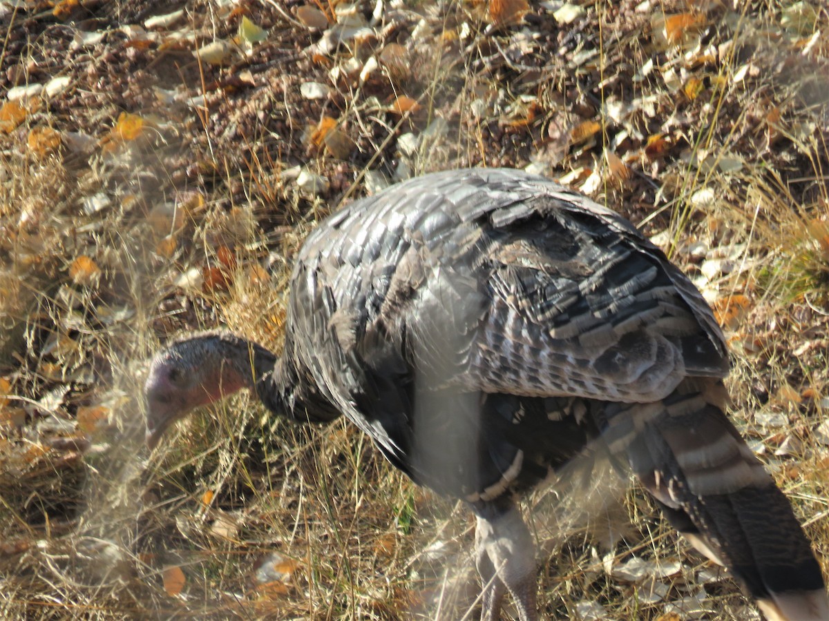 Guajolote Gallipavo - ML269299261