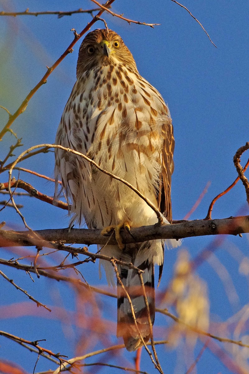 Cooper's Hawk - ML269299281