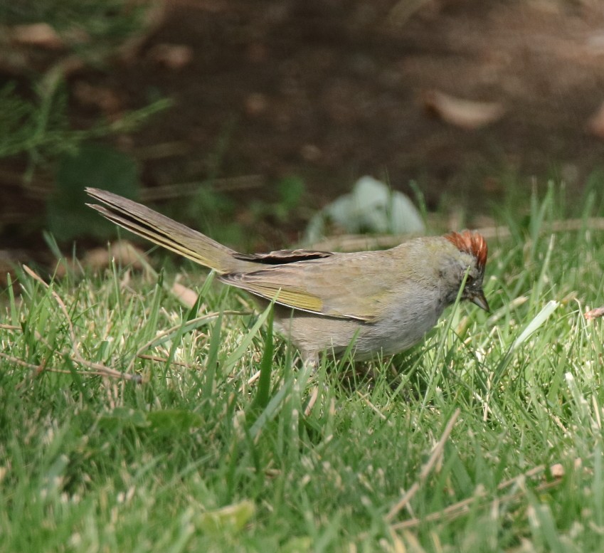 Green-tailed Towhee - Larry Edwards