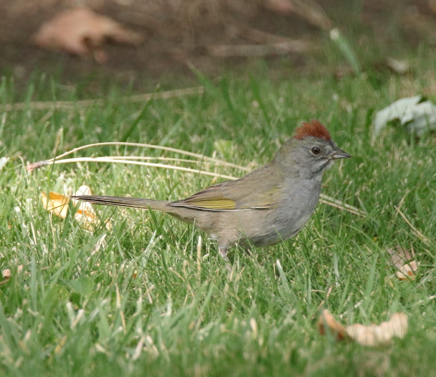 Green-tailed Towhee - ML269300151