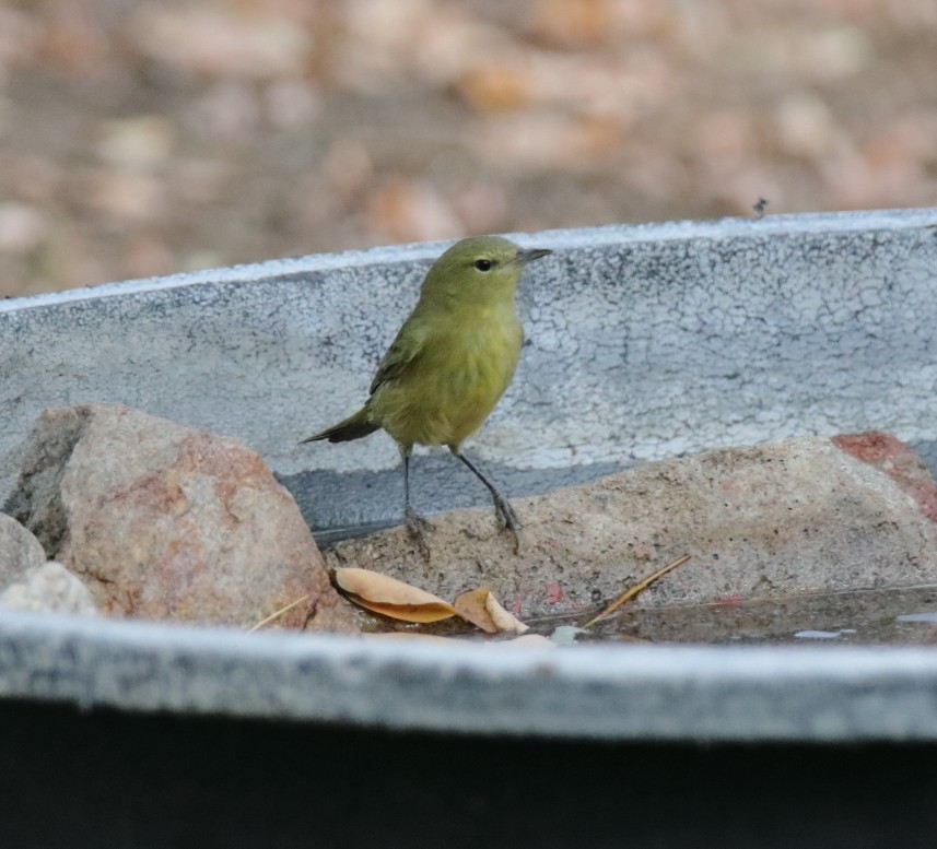 Orange-crowned Warbler - Larry Edwards