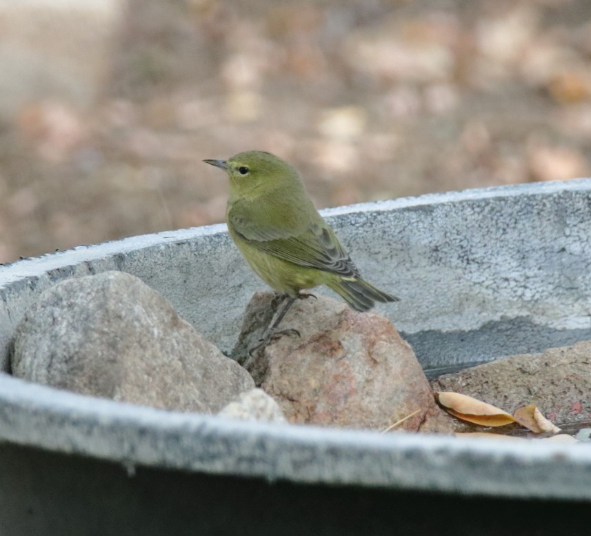 Orange-crowned Warbler - Larry Edwards