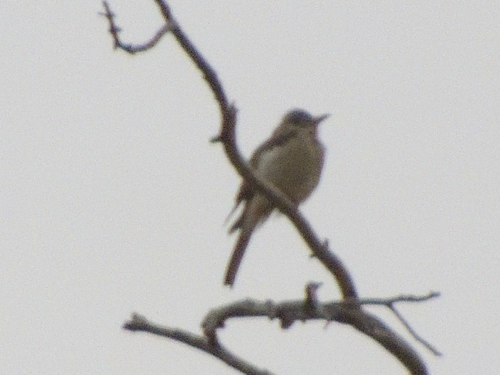 Greater Pewee - ML269301491