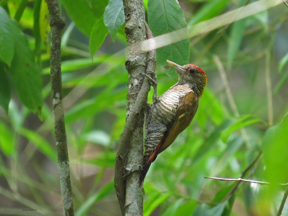 Red-rumped Woodpecker - ML26930251