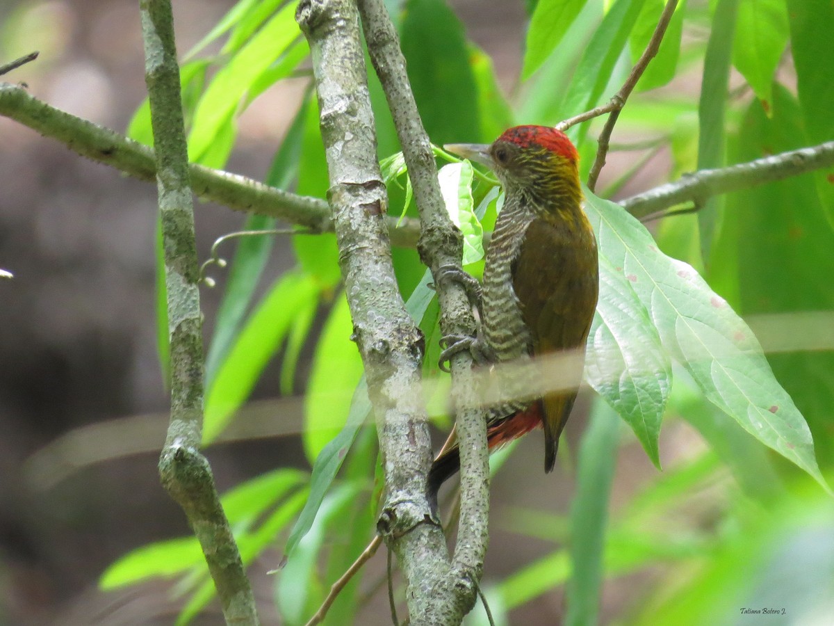 Red-rumped Woodpecker - ML26930261