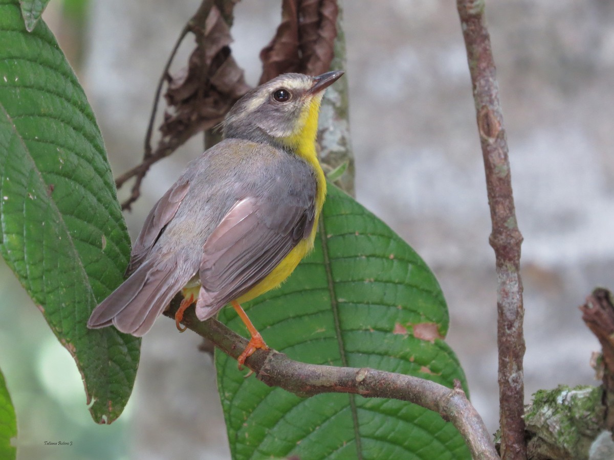 Golden-crowned Warbler - ML26930291