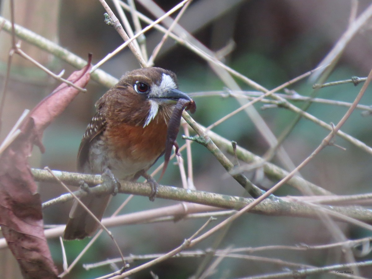 Moustached Puffbird - ML26930311