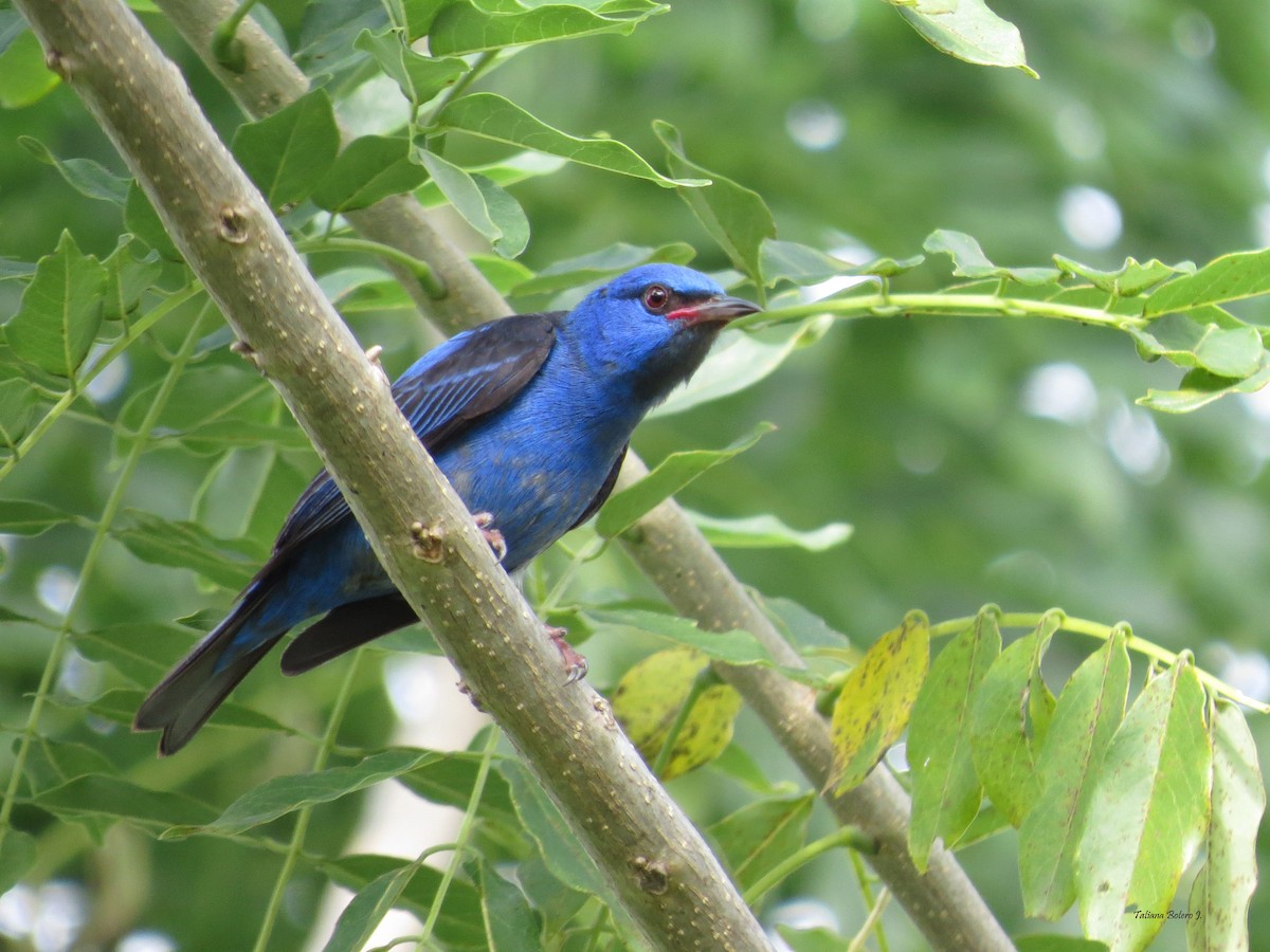 Blue Dacnis - ML26930351