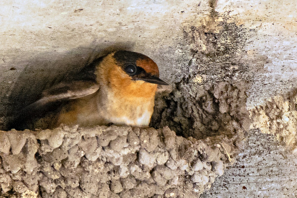 Cave Swallow (Texas) - Dale Bargmann