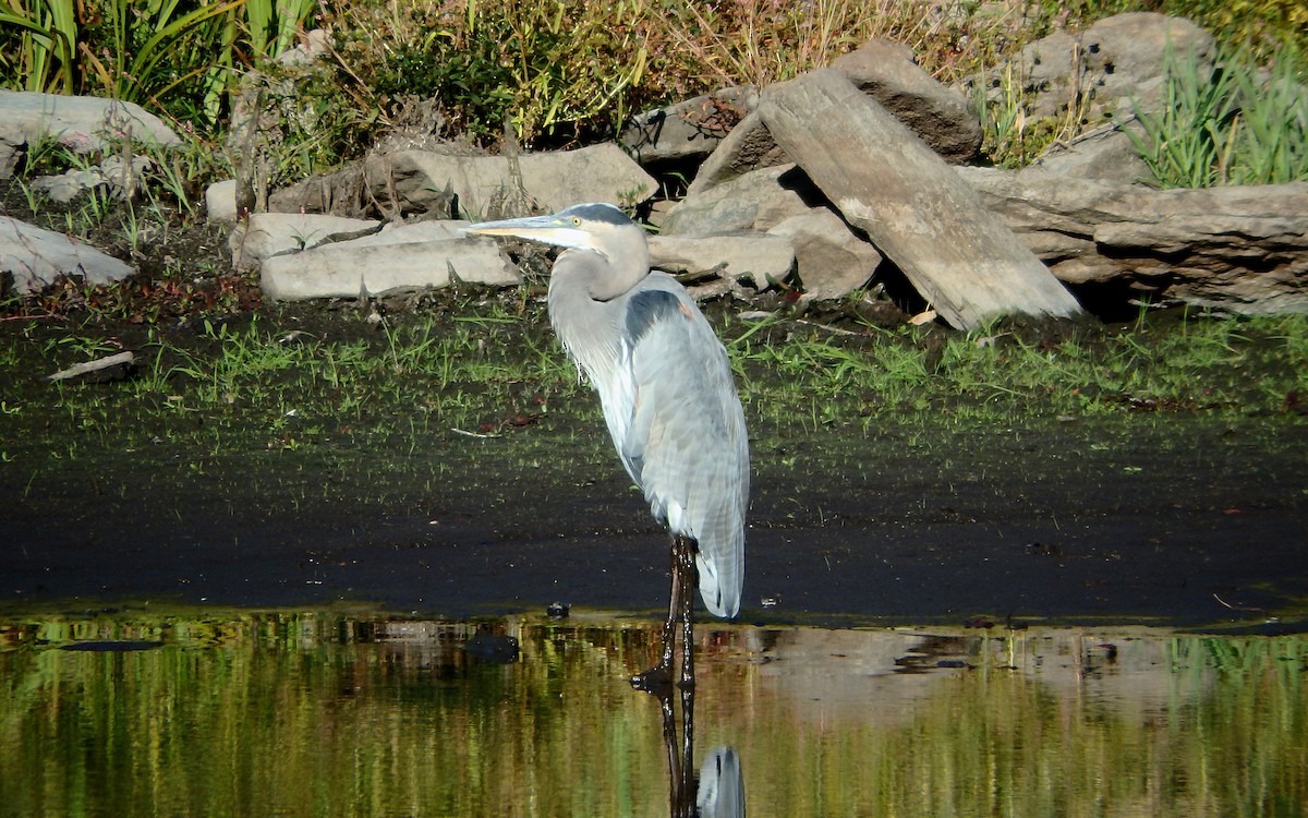 Great Blue Heron - Jim O'Neill