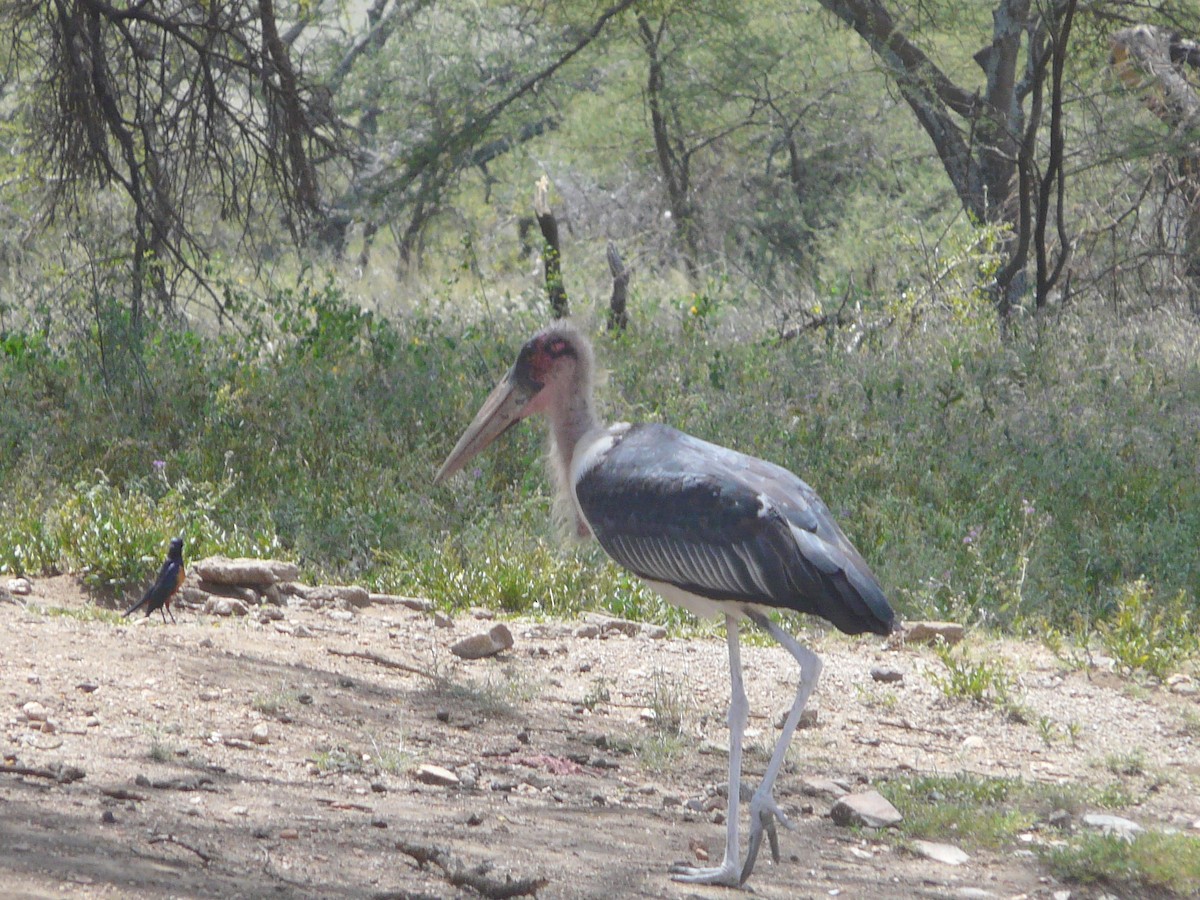 Marabou Stork - ML269306791