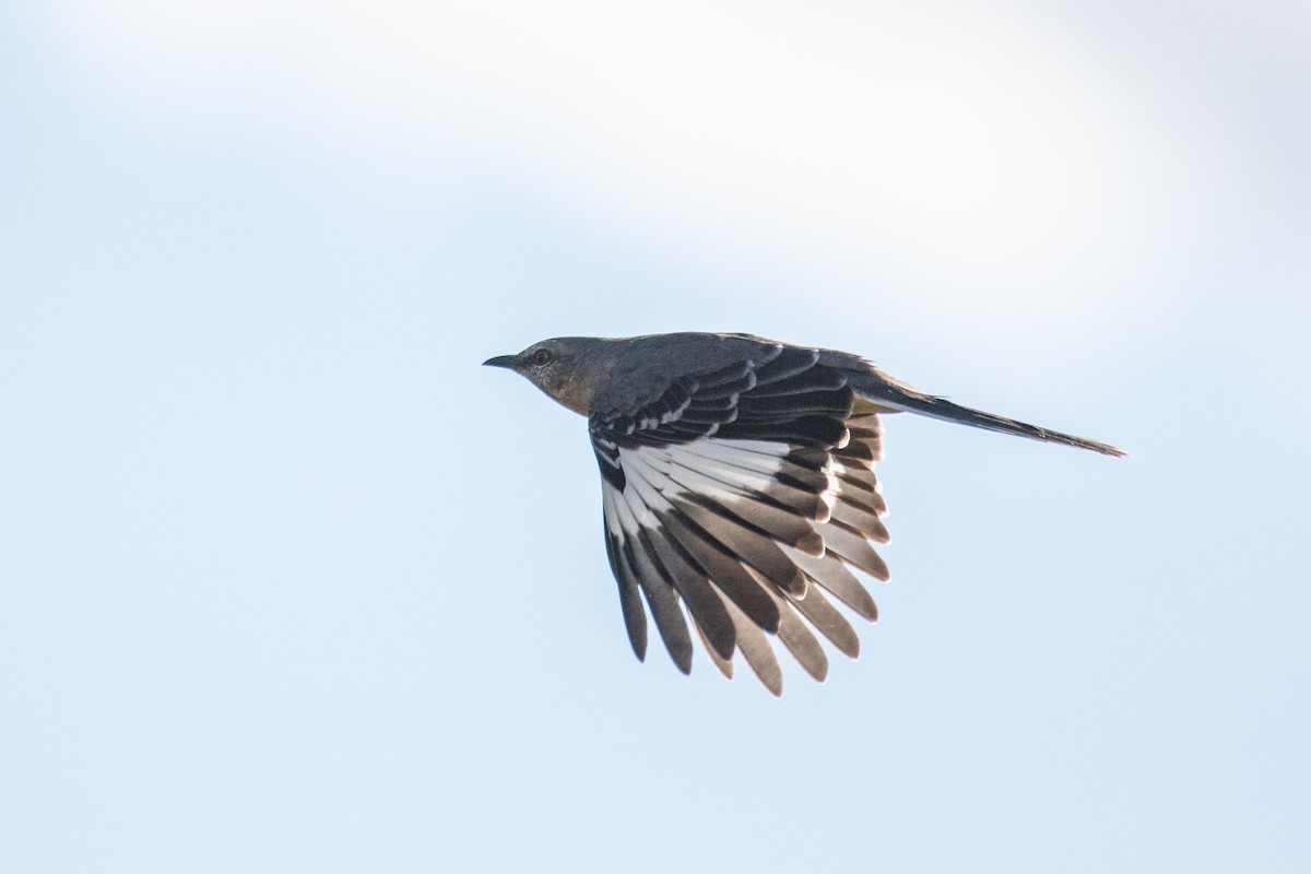 Northern Mockingbird - ML269309341