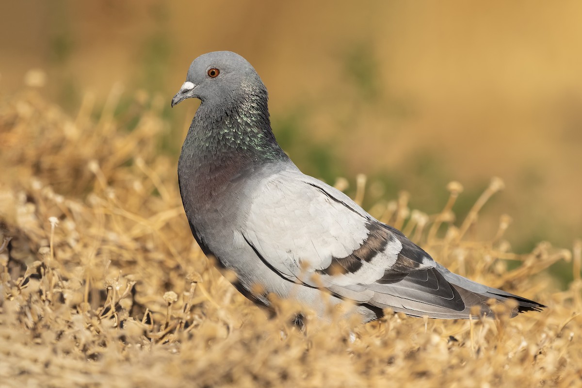 Rock Pigeon - Stefan Hirsch