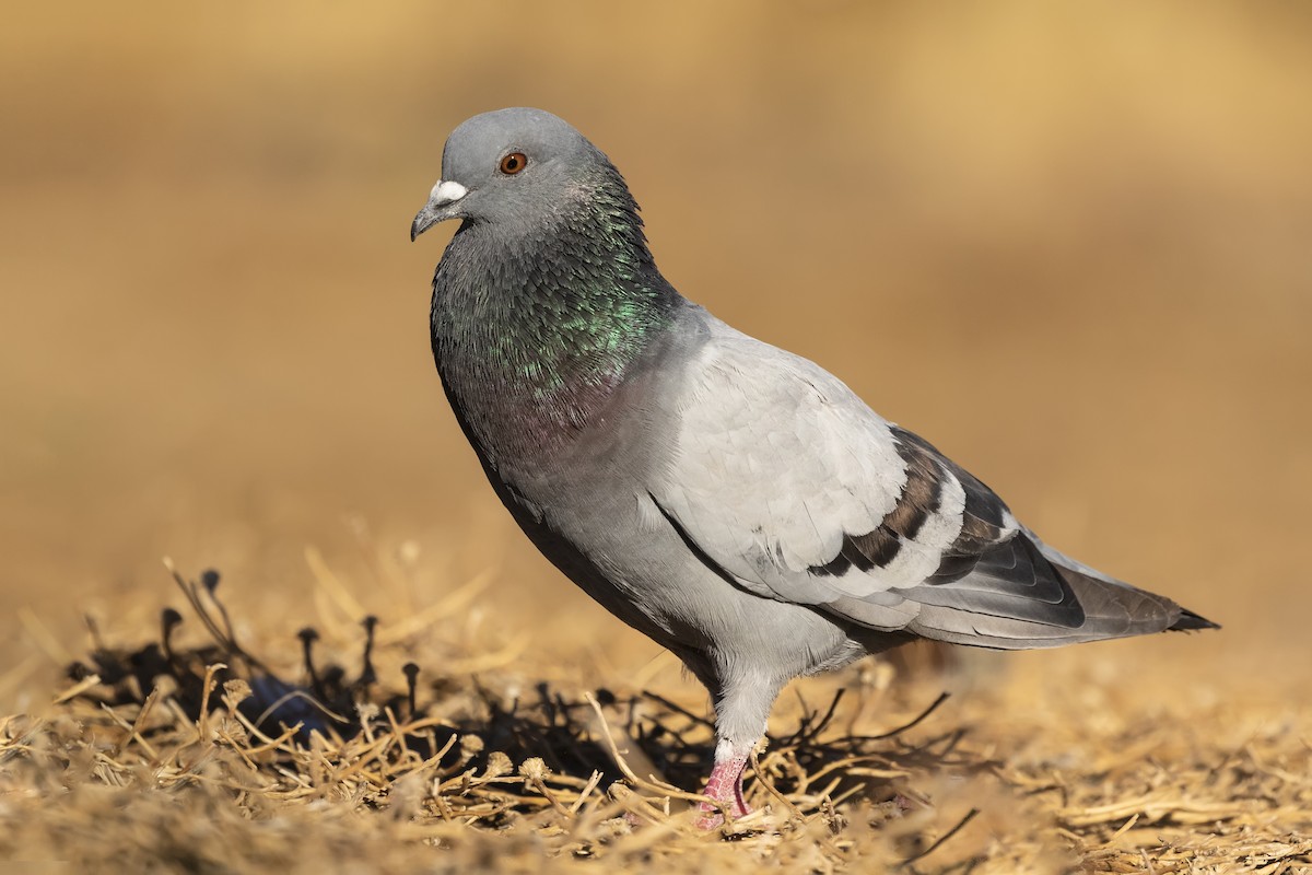 Rock Pigeon - ML269310171