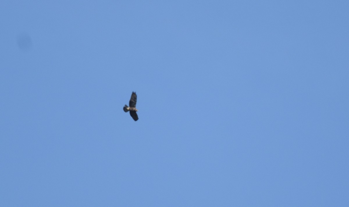 Swainson's Hawk - ML26931251