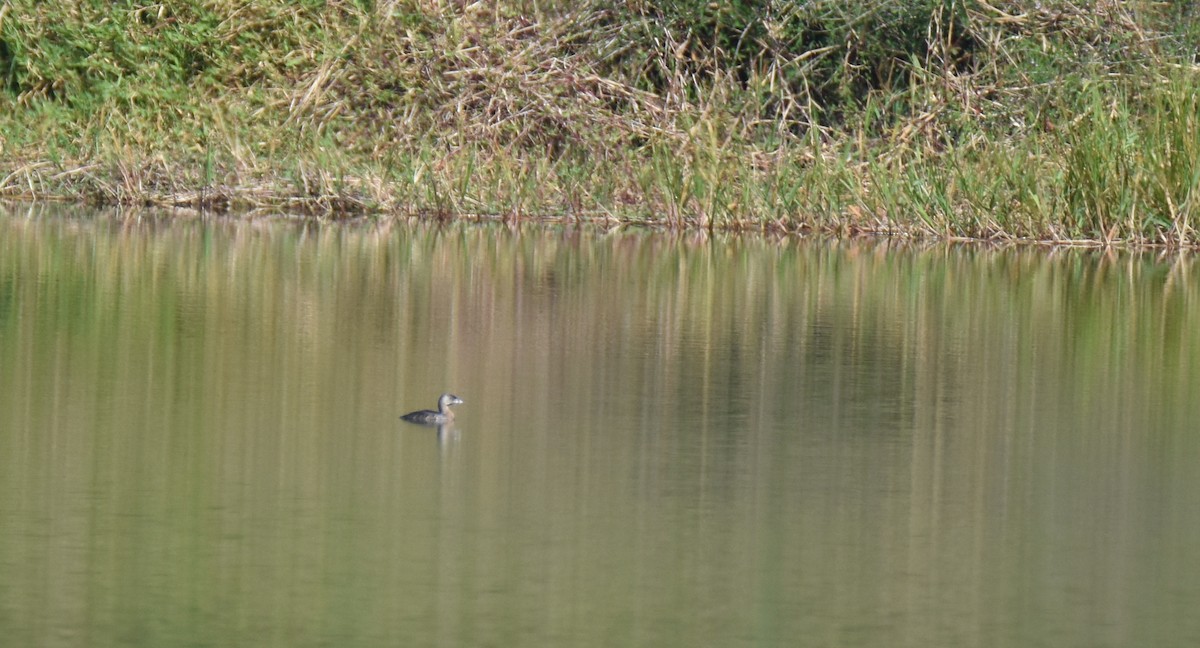 Pied-billed Grebe - ML26931401