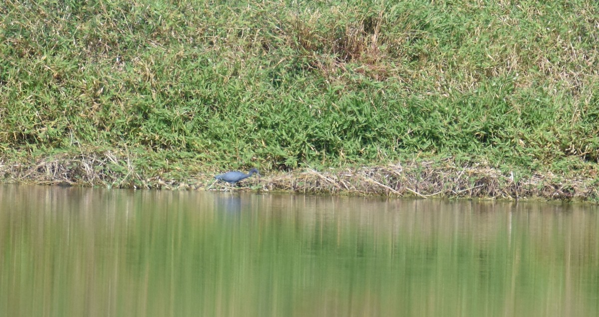 Little Blue Heron - ML26931441