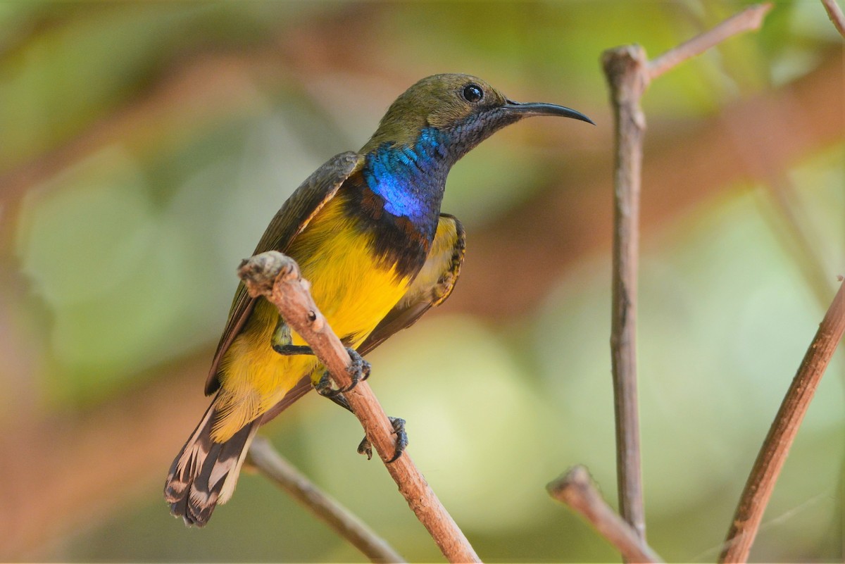 Ornate Sunbird - David Hollie