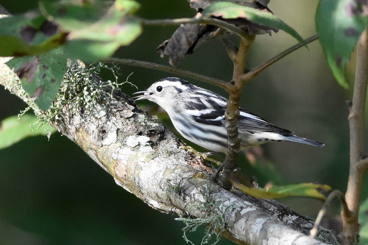 Black-and-white Warbler - ML269315321