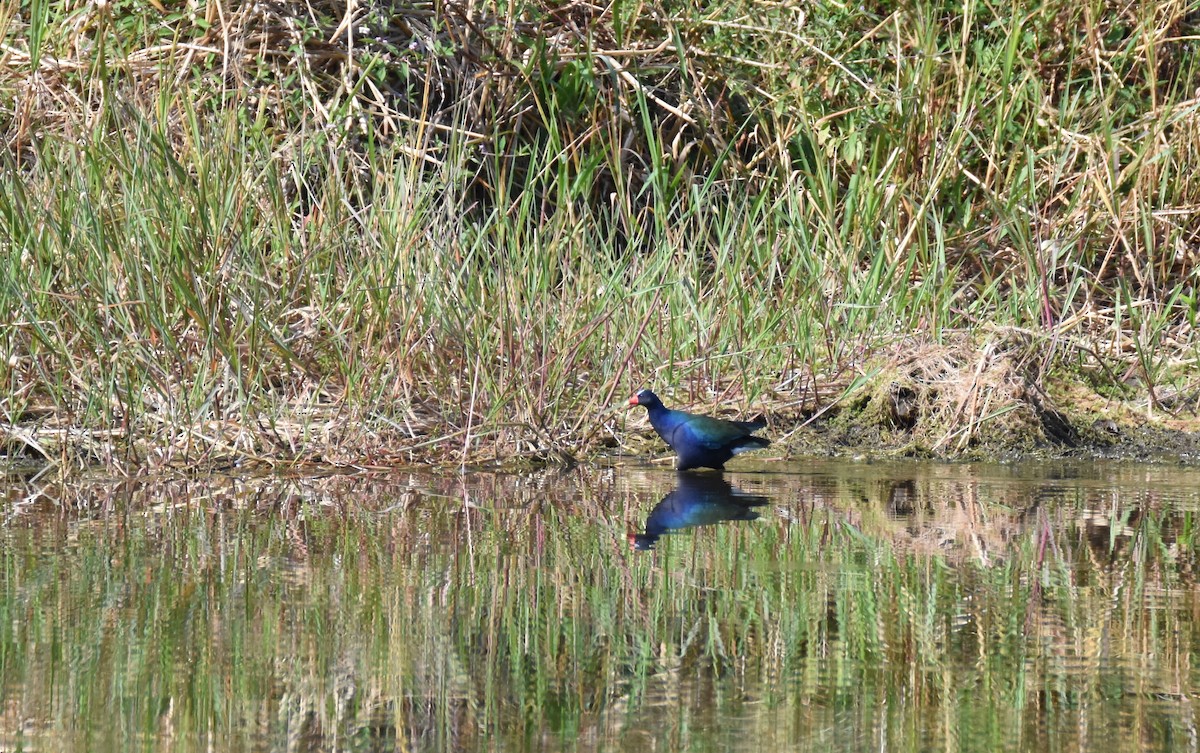 Purple Gallinule - ML26931561