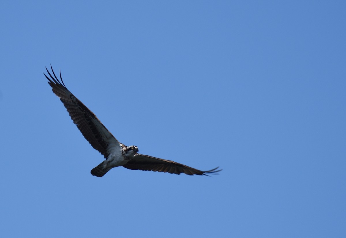 Osprey (carolinensis) - ML26931591