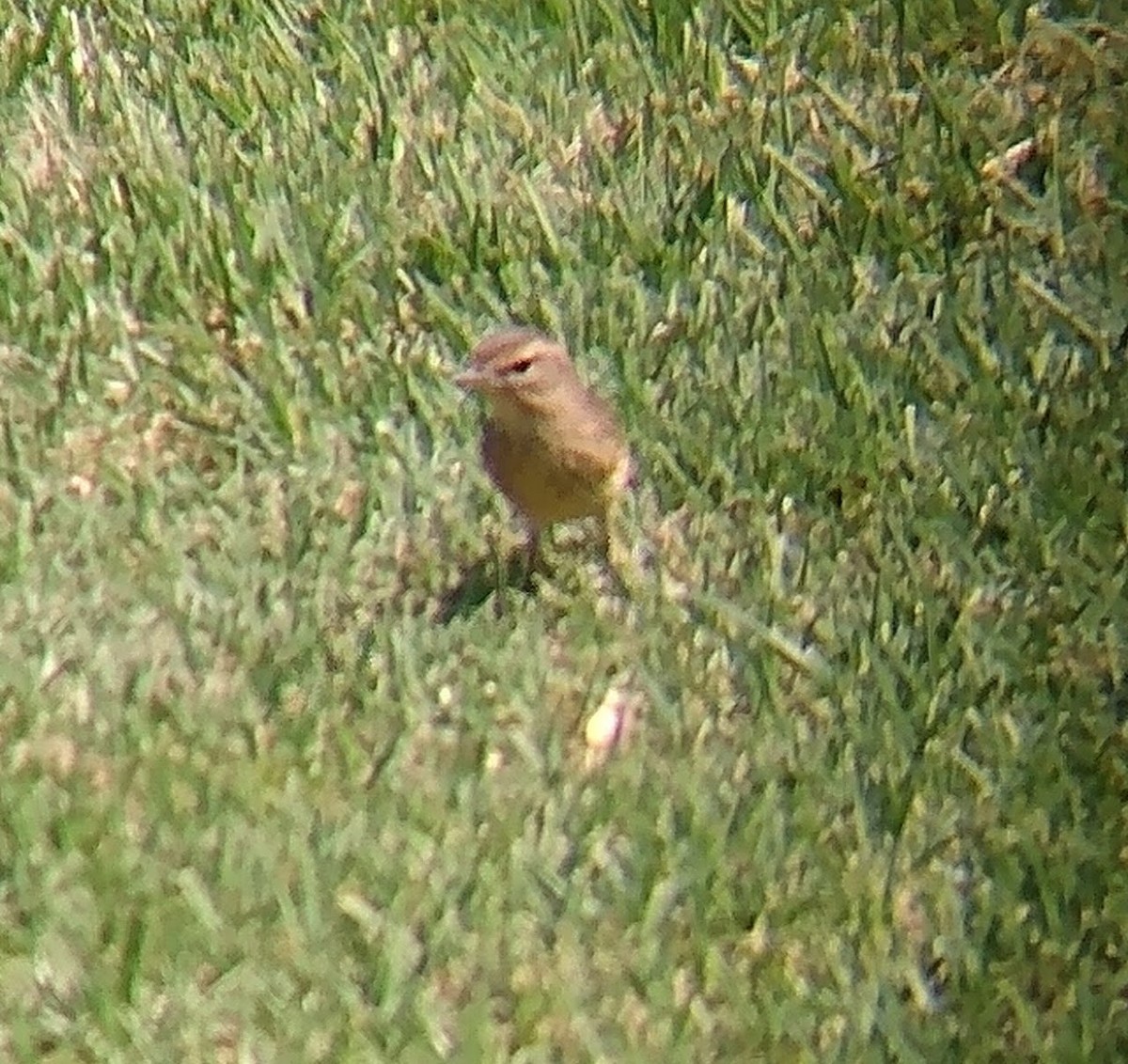 Palm Warbler - ML269316541