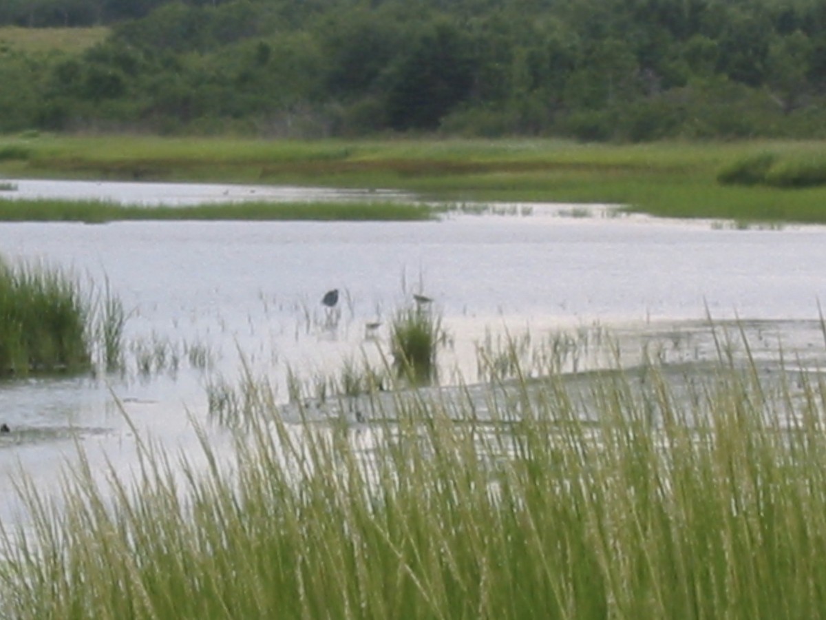 Western Reef-Heron - ML269317771