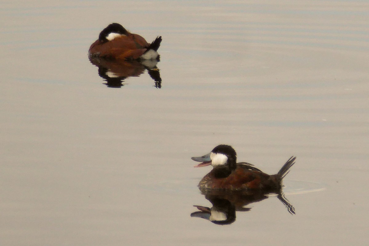 Ruddy Duck - ML26931921