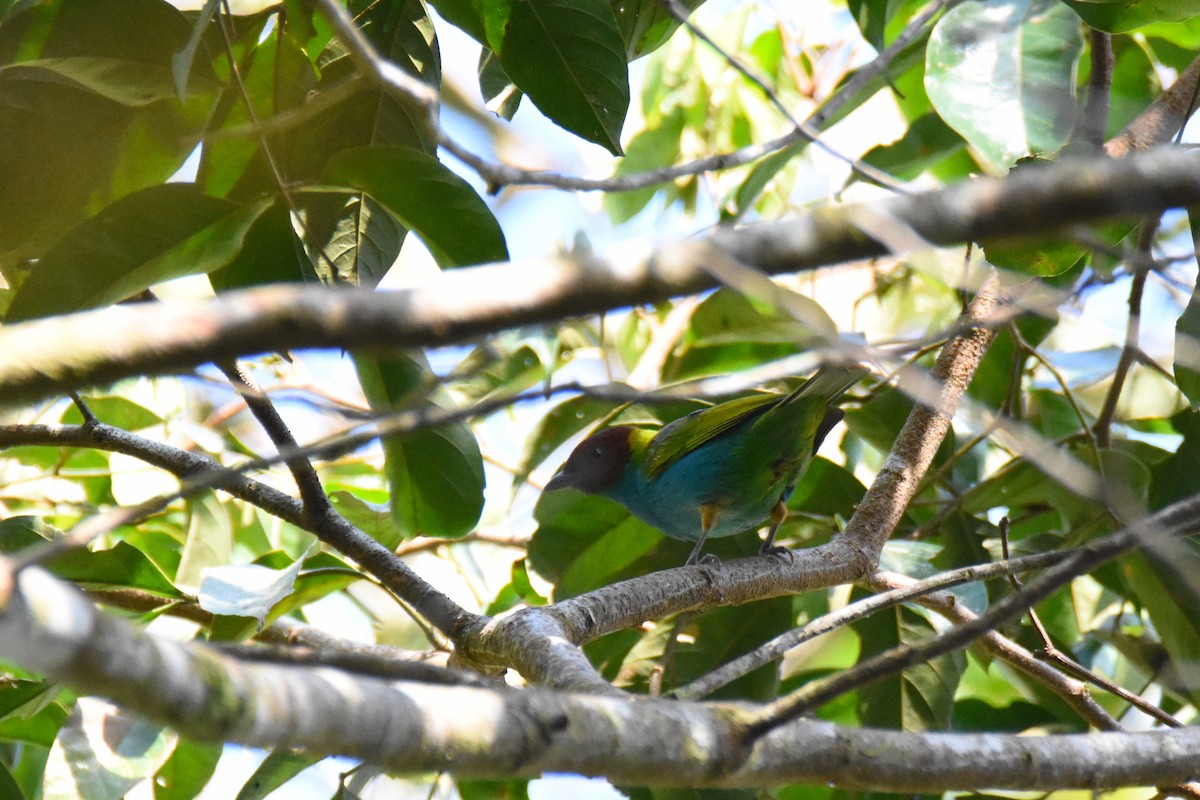 Bay-headed Tanager (Bay-and-blue) - Luke Berg