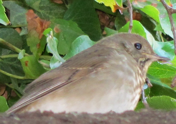 Gray-cheeked/Bicknell's Thrush - Ted Gachot