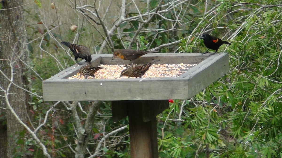 Yellow-headed Blackbird - ML269320791