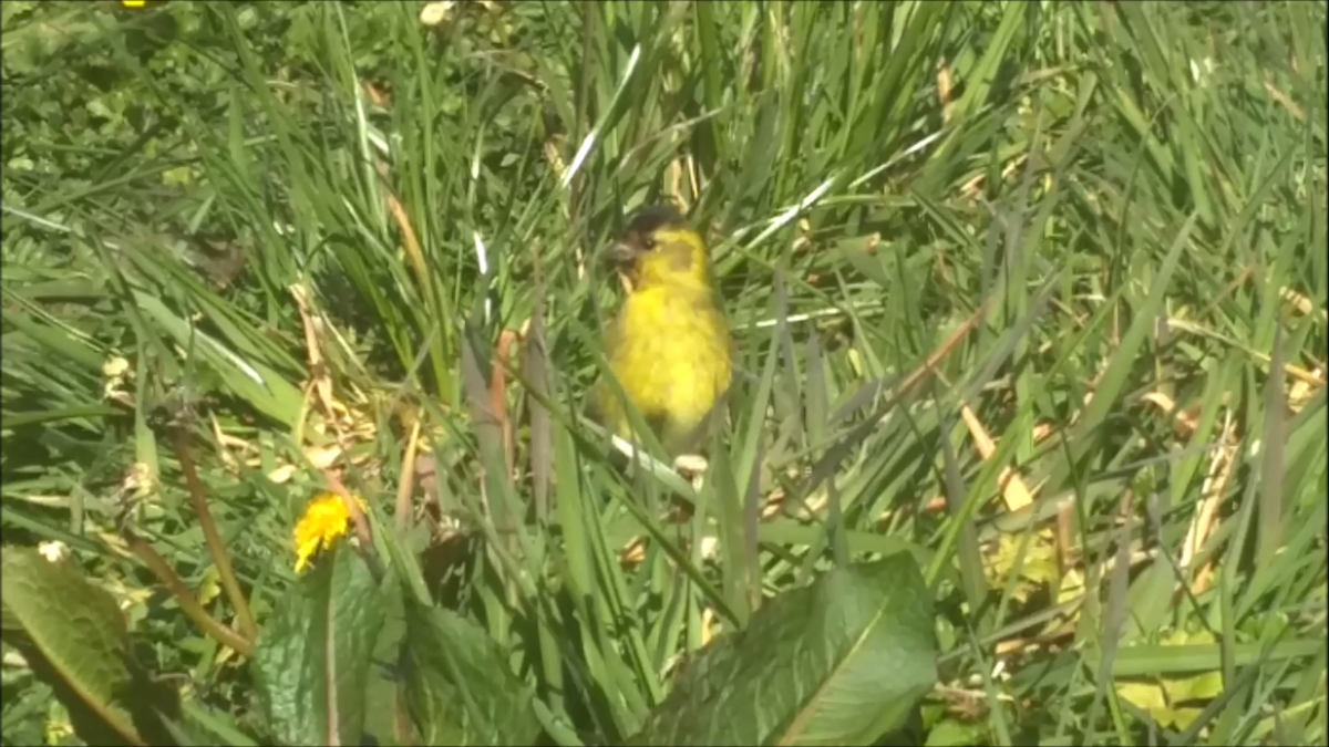 Black-chinned Siskin - ML269321131