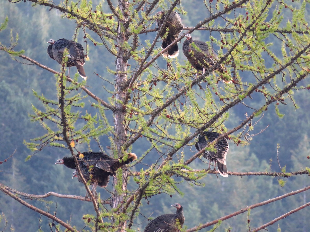 Wild Turkey - Ken Orich