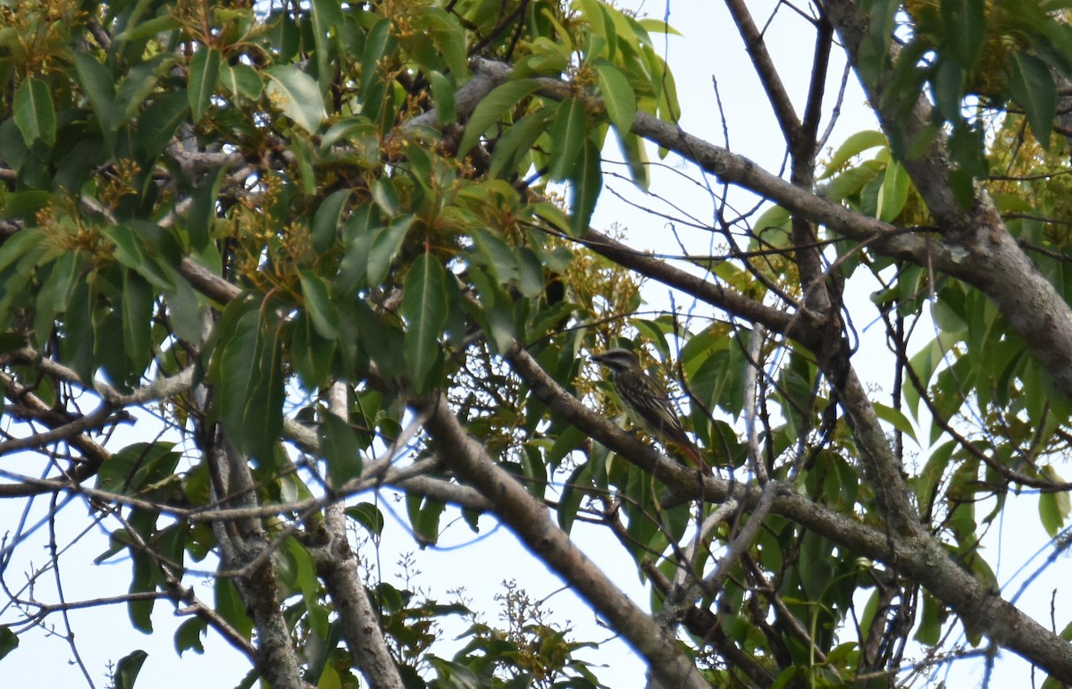 Sulphur-bellied Flycatcher - ML26932211