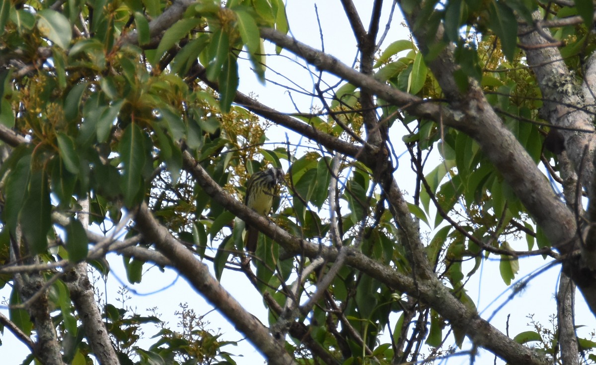 Sulphur-bellied Flycatcher - ML26932231