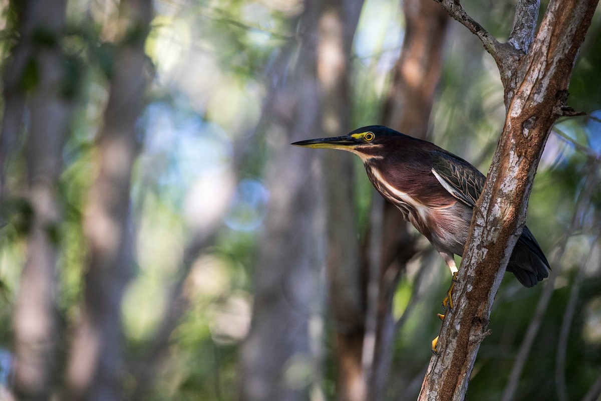 Green Heron - Anonymous