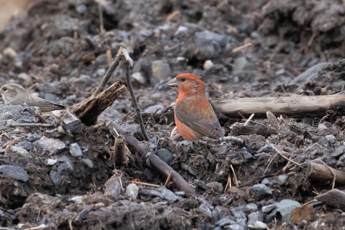 Red Crossbill (Appalachian or type 1) - ML269324701