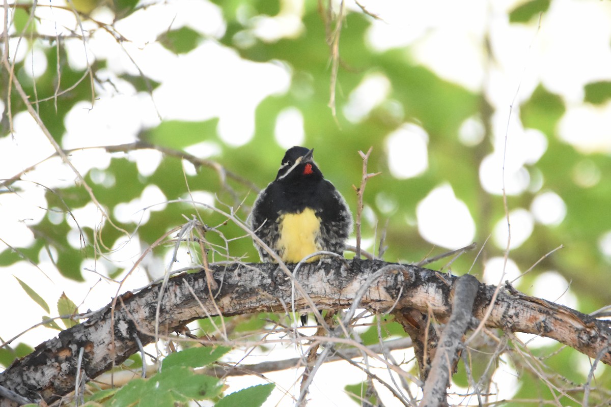 Williamson's Sapsucker - ML269325571