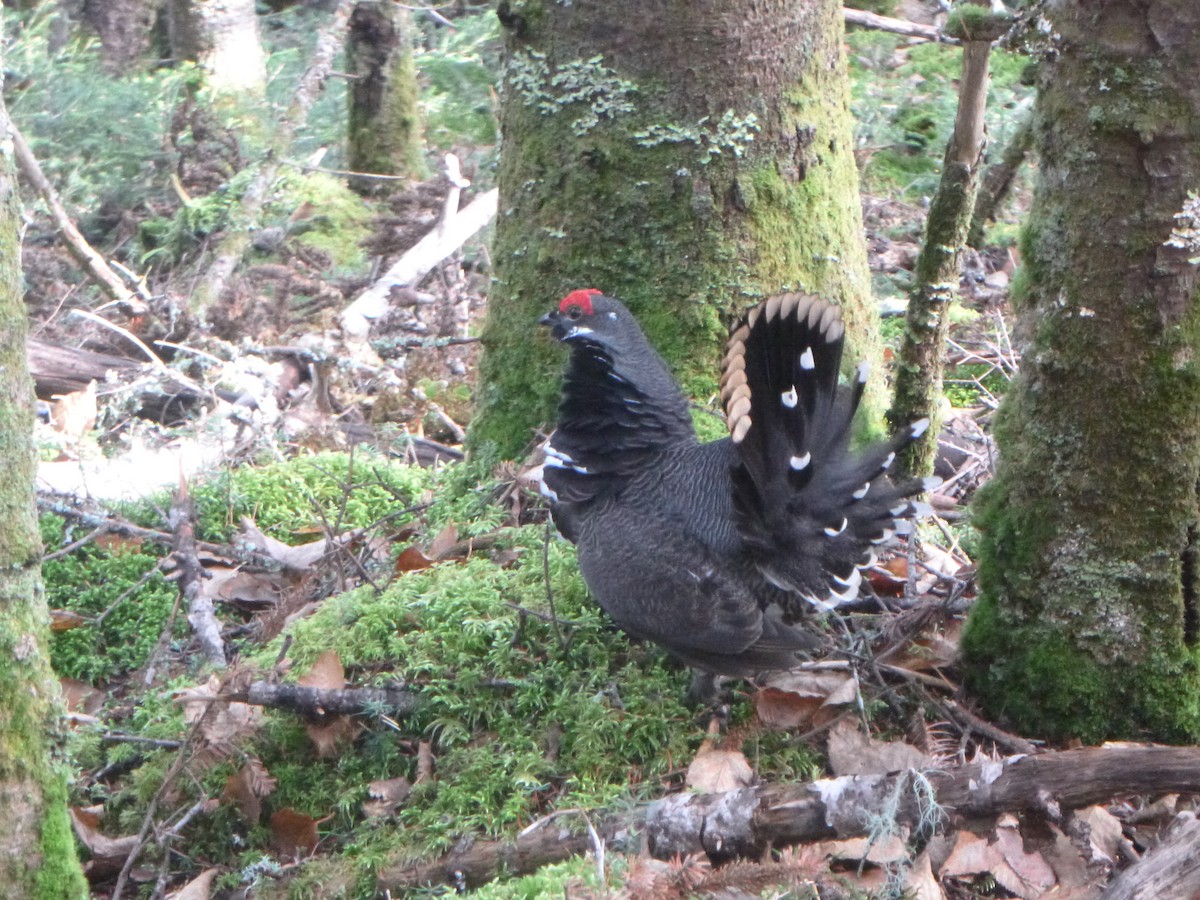 Spruce Grouse - ML269325841