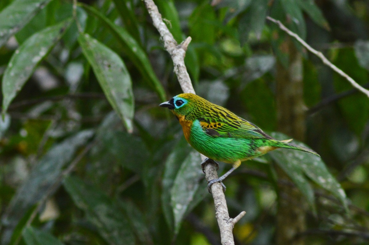 Brassy-breasted Tanager - ML269326171