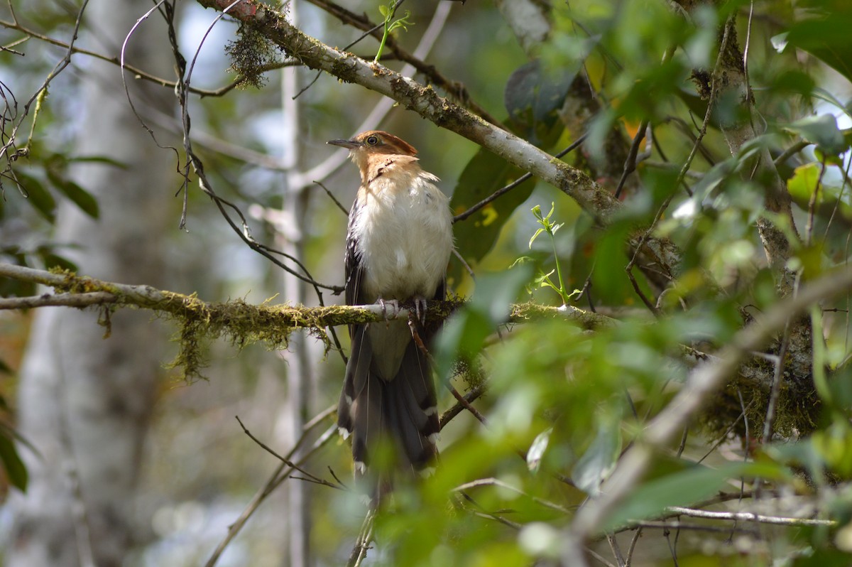 Pavonine Cuckoo - ML269326201